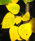 QUAKING ASPEN (Populus tremuloides)