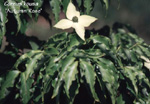 AUTUMN ROSE DOGWOOD - (Cornus kousa)