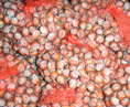 SEED/ Barcelona Hazelnut Seed (Corylus avellana)