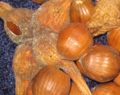 Beaked Hazel Seed (Corylus cornuta)