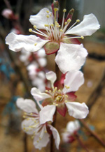 BUNGO FLOWERING PLUM (Prunus mume)