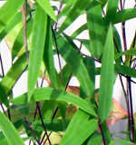 BORINDA ANGUSTISSIMA BAMBOO