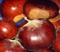 Bracalla Chestnut Seed (Castanea sativa x)