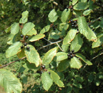 CASCARA SAGRADA (Rhamnus purshiana)