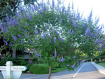 LILAC CHASTE TREE (Vitex agnus castus)