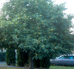CHINESE CHESTNUT (Castanea mollissima)