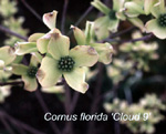 CLOUD 9 DOGWOOD -  (Cornus florida)