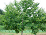 COLOSSAL CHESTNUT (Japanese x European)