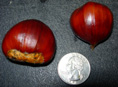 Connecticut Early Chestnut Seed (Castanea x)