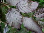 PURPLE BEECH (Fagus sylvatica)