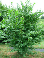DELTA HAZELNUT (Corylus avellana)