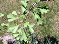 EASTERN STAR GINKGO (Ginkgo biloba)