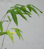 FARGESIA DENUDATA BAMBOO