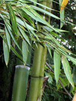 GIANT TIMBER BAMBOO (Phyllostachys vivax)
