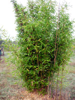 GOLDEN CROOKSTEM BAMBOO ( P. aureosulcata 