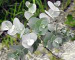 EUCALYPTUS GUNNII/CIDER GUM