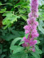 HARDHACK SPIREA (Spirea douglassii)