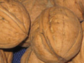 Hardy Carpathian Walnut Seed