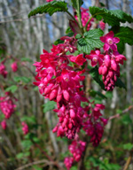 ELK RIVER CURRANT (Ribes sanguineum)