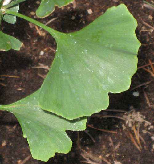 MAGYAR GINKGO (Ginkgo biloba)