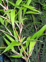 NARIHIRA BAMBOO - (Semiarundinaria fastuosa)