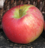 ANTANOVKA ROOTSTOCK   (Malus antanovka)