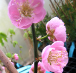 PEGGY CLARK (Prunus mume)