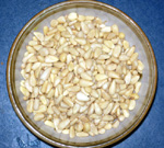 ITALIAN  STONE PINE  (Pina pinea)