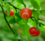 RED HUCKLEBERRY  (Vaccinium parvifolium)