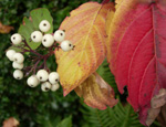 Are+red+osier+dogwood+berries+edible