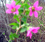 SALMONBERRY (Rubus spectabilis)