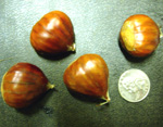 SCHRADER CHESTNUT (Castanea mollisima x C. sativa)