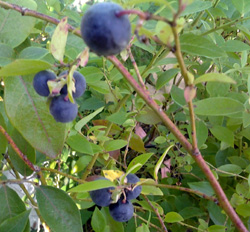 Sharpblue Blueberry Plants 