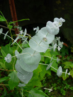 EUCALYPTUS CINERA  / SILVER DOLLAR GUM