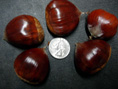 Sleeping Giant Chestnut Seed  (Chinese x American x Japanese