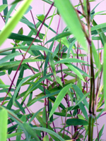 THAMNOCALAMUS CRASSINODUS BAMBOO