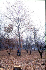 SKOOKUM CHESTNUT (Castanea mollissima x sativa)