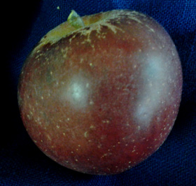 ARKANSAS BLACK APPLE (Malus domestica)