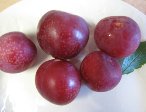 BEAUTY PLUM (Prunus salicina)