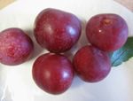 BEAUTY PLUM (Prunus salicina)