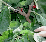 BLACK BEAUTY BLACK MULBERRY (Morus nigra)