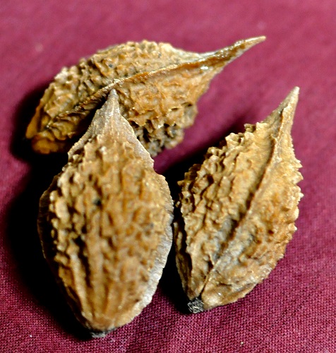 BUARTNUT (Juglans cinera x alantifolia var. cordiformis)