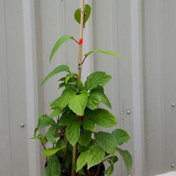 Chinese Magnolia Vines