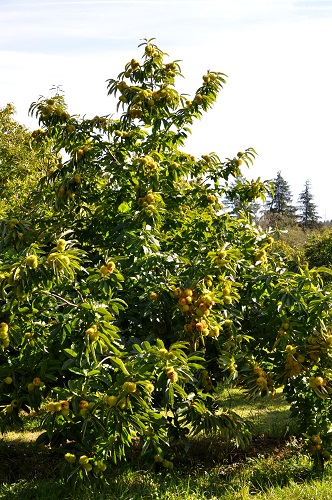 CHINESE CHESTNUT (Castanea mollissima)