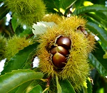 CHINESE CHESTNUT (Castanea mollissima)