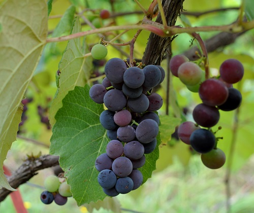 CONCORD SEEDED GRAPE (Vitis labrusca)