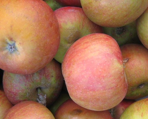 COX ORANGE PIPPIN APPLE (Malus domestica)