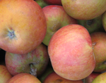 COX ORANGE PIPPIN APPLE (Malus domestica)