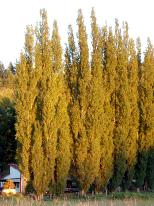 LOMBARDY POPLAR (Populus nigra 'Italica')