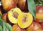 MERICREST NECTARINE (Amygdalus persica)